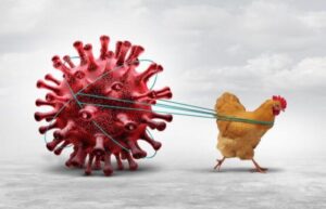 Australia records first case of Bird Flu as H5N1 reaches last frontier