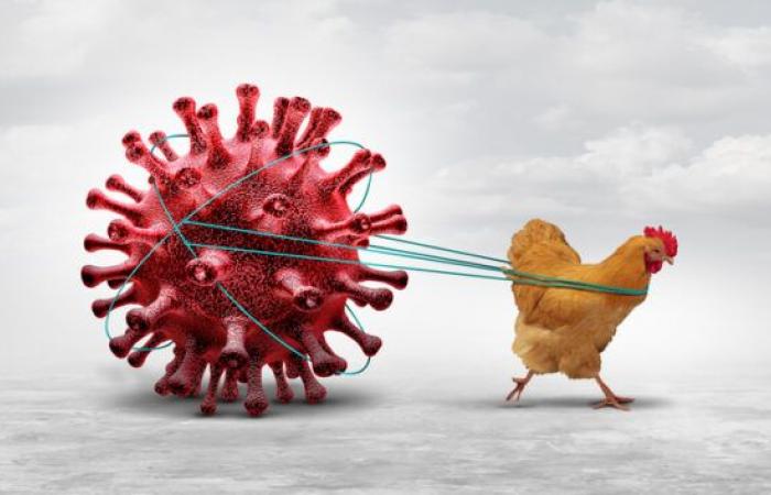 Australia records first case of Bird Flu as H5N1 reaches last frontier