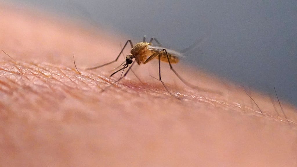 Rising European temperatures fuel rapid spread of West Nile virus, WHO warns