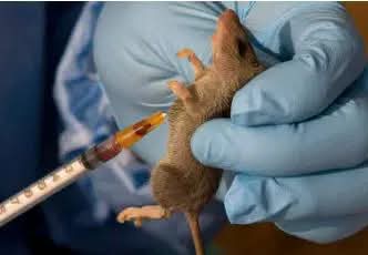Lassa fever cases rise to 1,035 as NCDC reports 14 new infections in week 33
